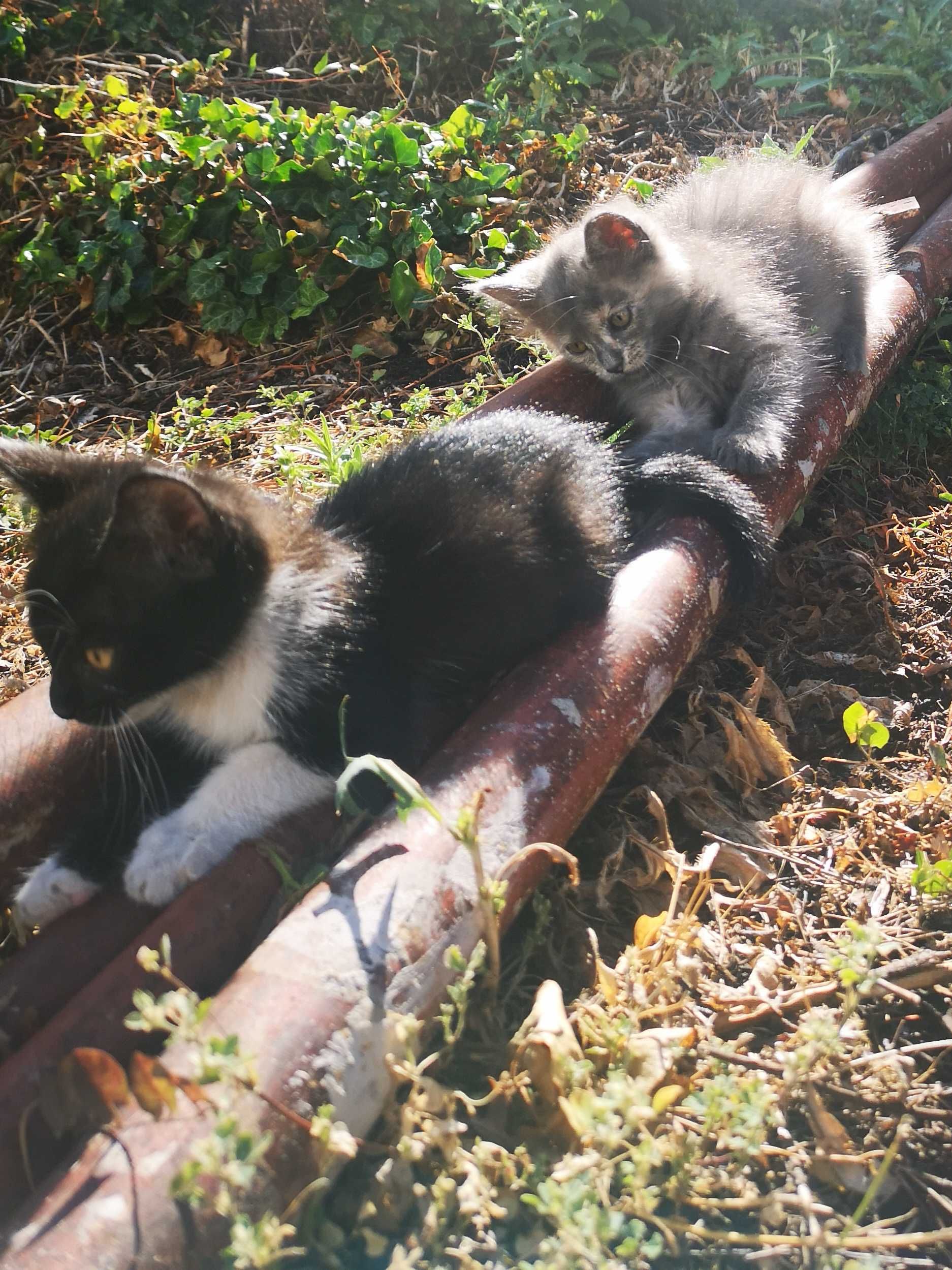 Подаряват се котенца