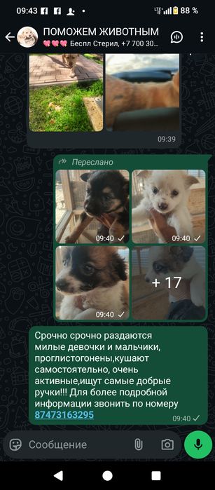 Срочно пристраиваются очаровательные щенки есть мальчики и девочки