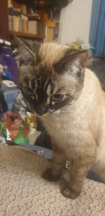 Пропал кот Баленезийско Сиамский 9