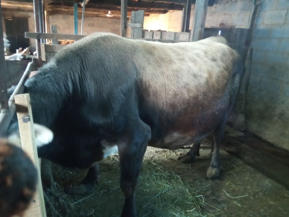 Продам корову стельную