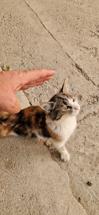 Мушукча Бачасы Бесплатно кимга керак булса тел килинг