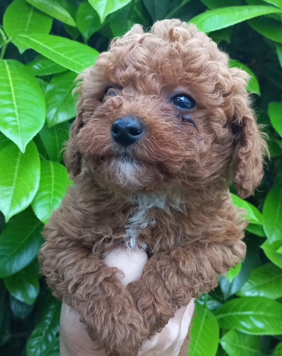 Той Пудел/ Toy poodle