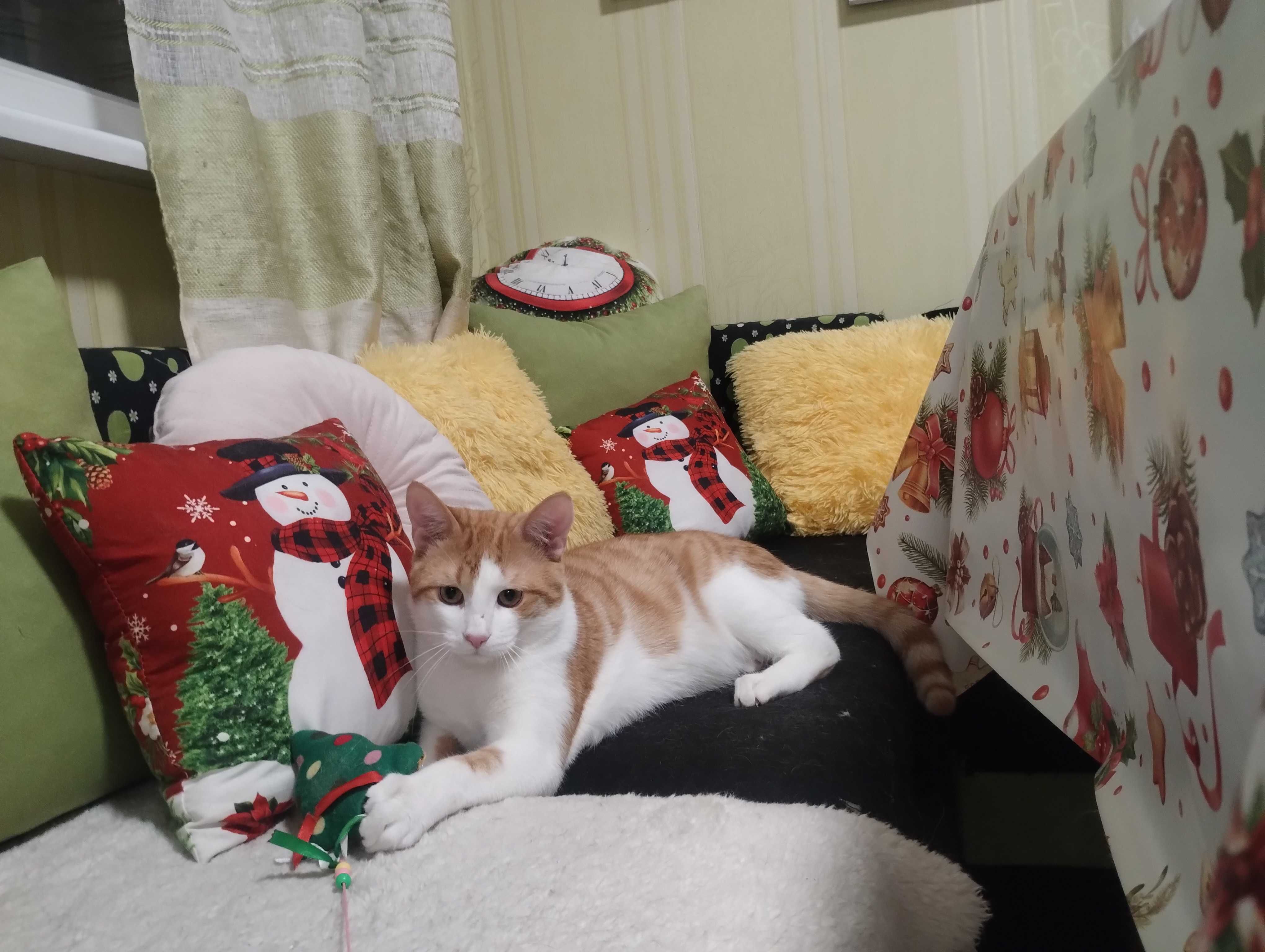 Рижаво коте търси своя дом за винаги