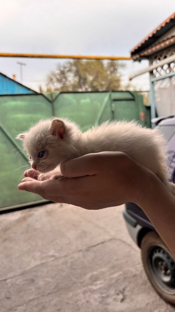 Котята ищут хозяев