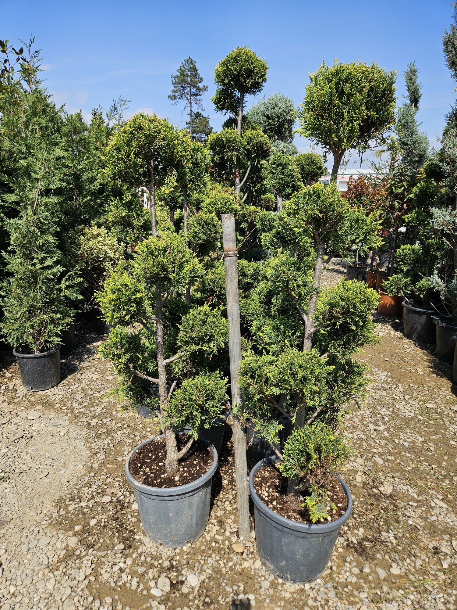 Plante ornamentale ilex potinia