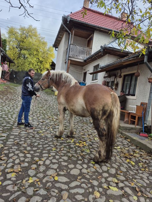 De vânzare cal castrat
