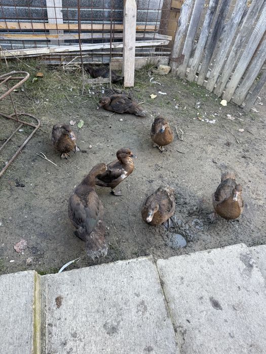 Rate ciocolatii lesesti