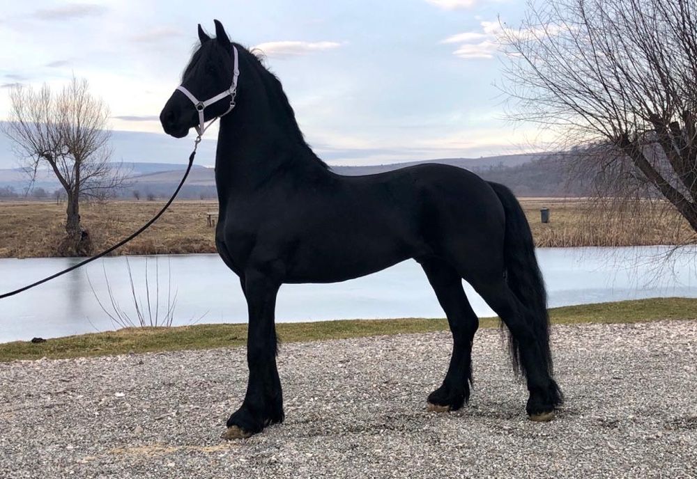 Friesian Armăsar Frizian Friz