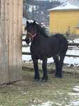 Manz polonez 2,5 ani