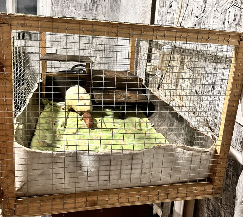 Морские свинки с клеткой