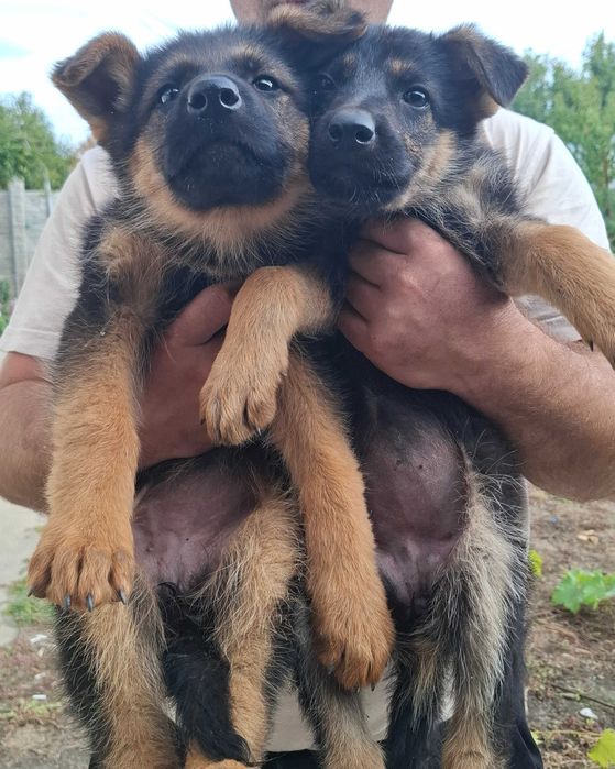 Немски   Овчарки