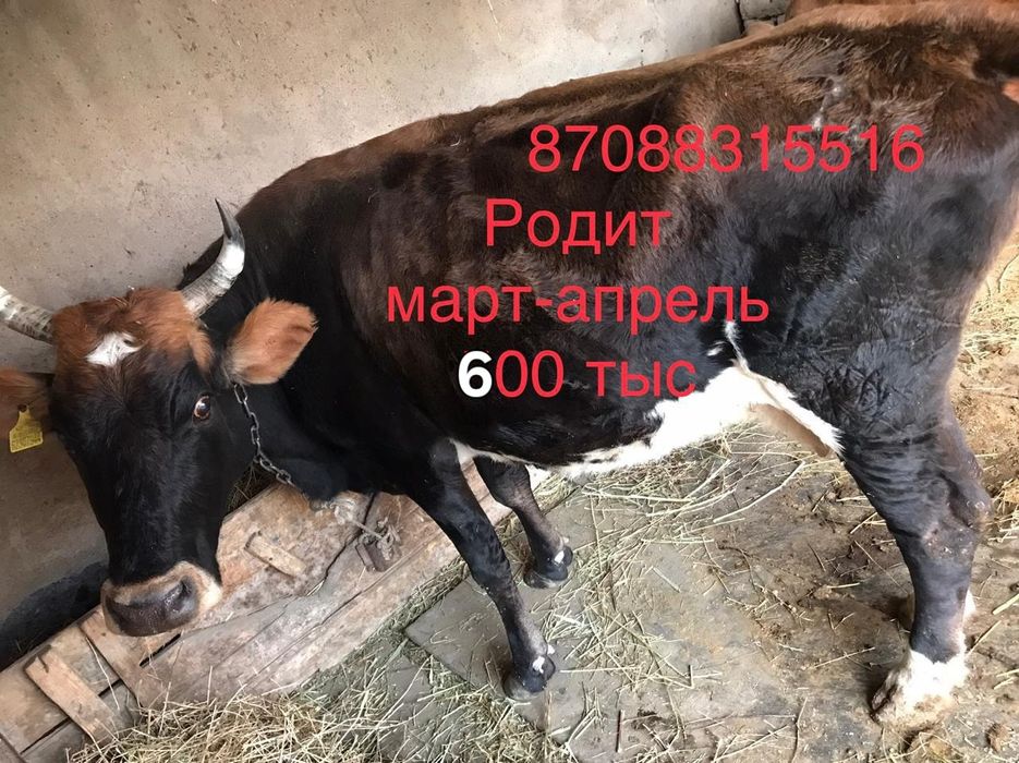 ассалаумағалайкум сиыр сатылады буаз