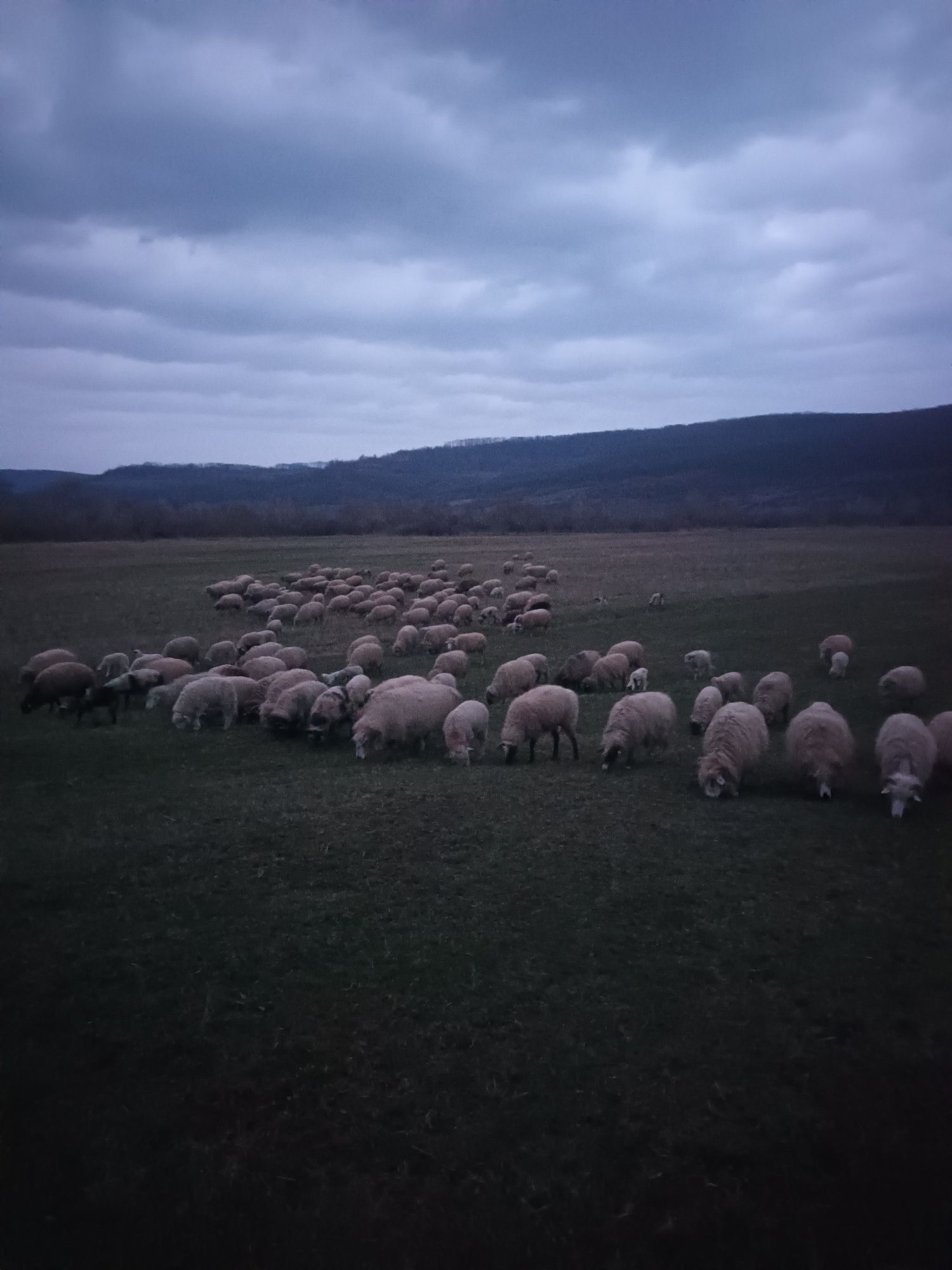 Miei de vinzare de diferite marimi