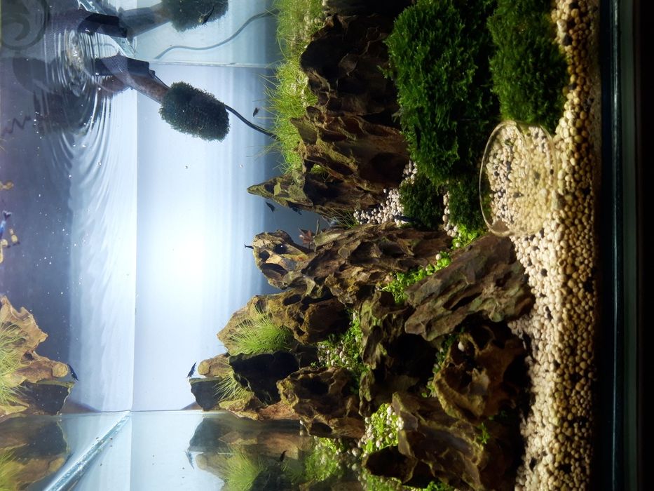 Amenajare, întreținere acvarii