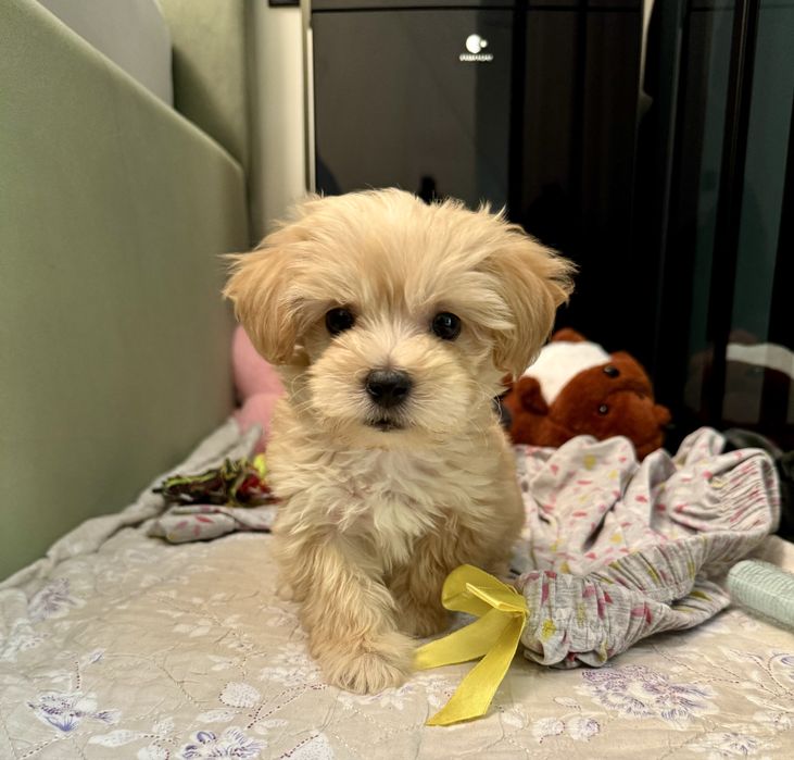 Мальтипу мини ф1