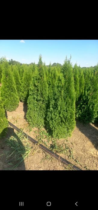 Lelandy laur englezesc tuia smarald calitate extra pret producator