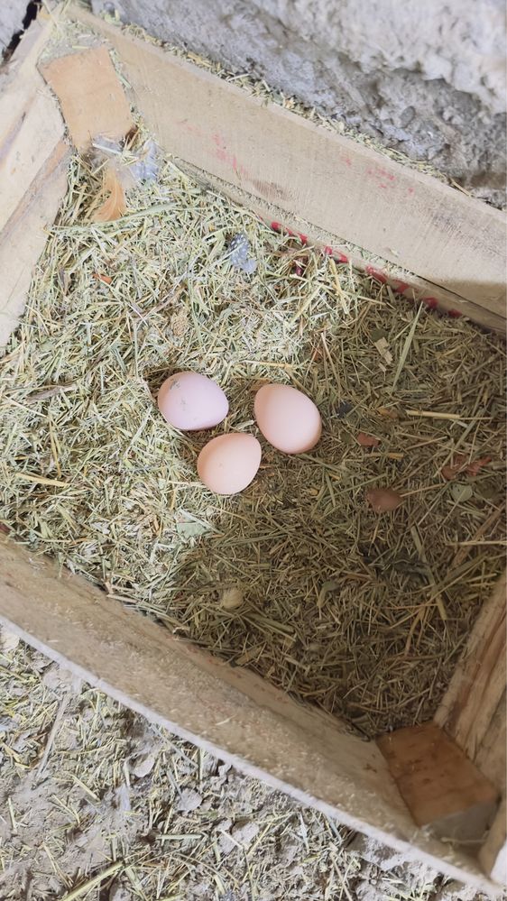 Цесарка продается яйцо, для инкубации