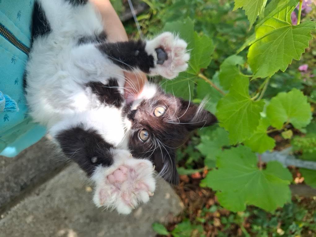 Подарявам котенца