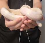 Sarpe king snake albinos