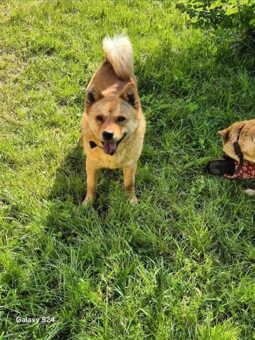 Парень Том, помесь с акитой ищет дом !