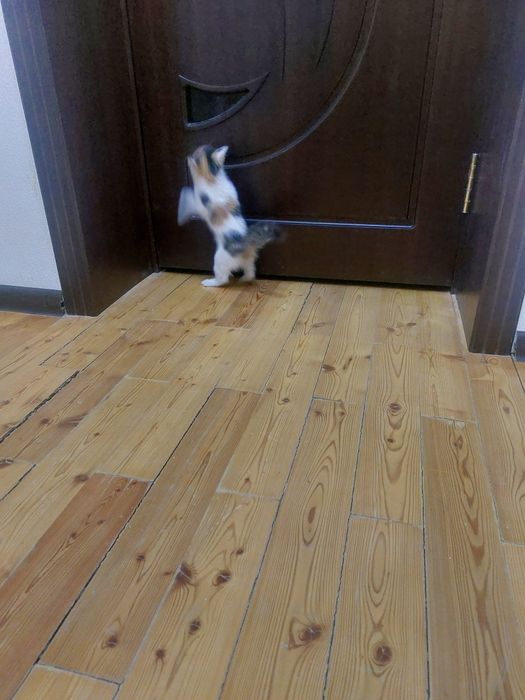 Миленький котёнок в добрые руки