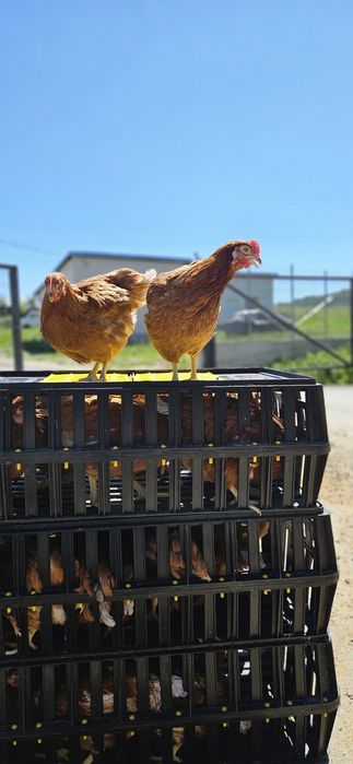 Продавам кокошки носачки ломан Браун с голяма носливост