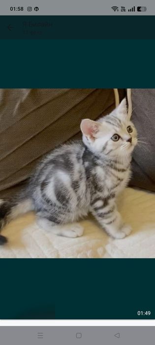 Продам клубных шотладских котят с отличной родословной.