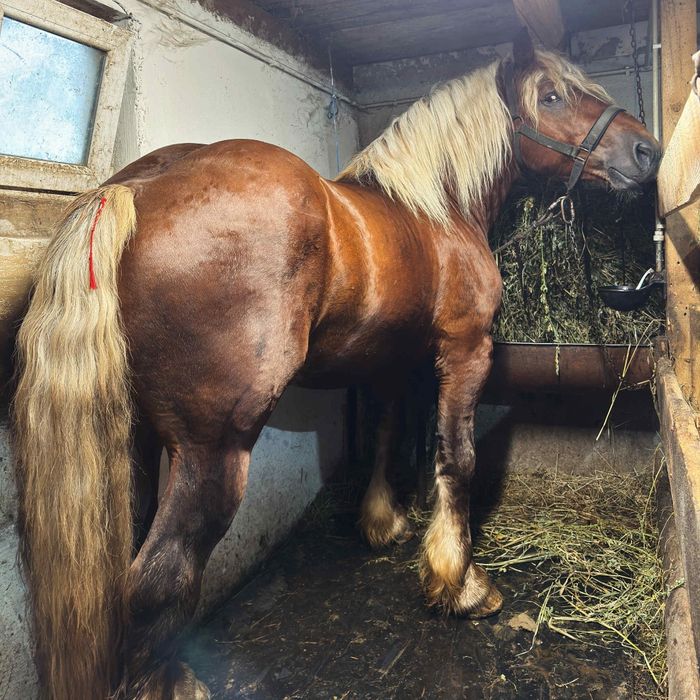 Armasar Comtois disponibil ptr reproducție