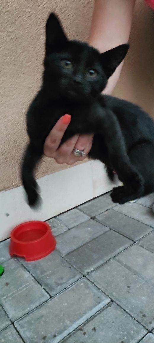 Подарявам мъжко коте