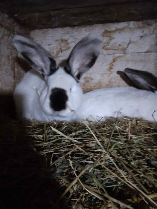 Iepuri uriasi de transilvania