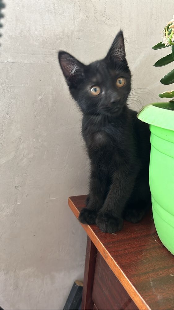 Котенок в добрые руки