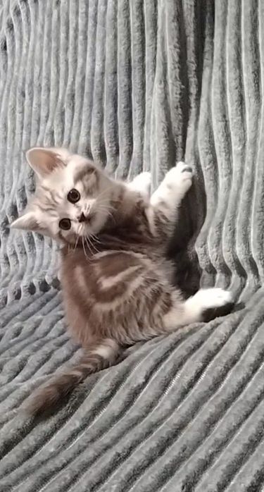 Мраморный Скоттиш страйт.