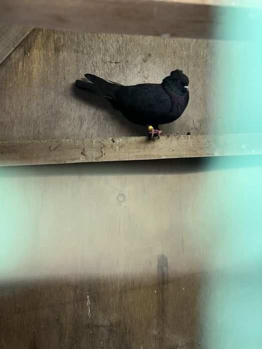 Kaptarla sotiladi optimga hammasi arzon narxlada