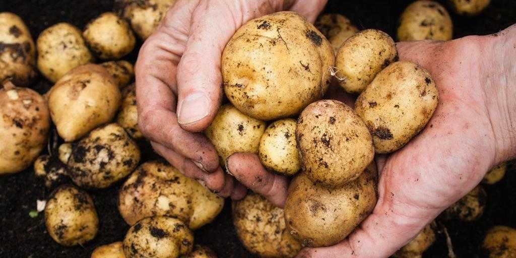 Продаю домашнюю  картошку