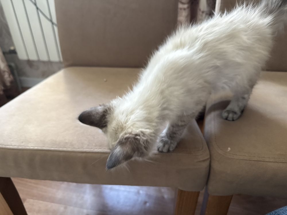 Котенок ласковый