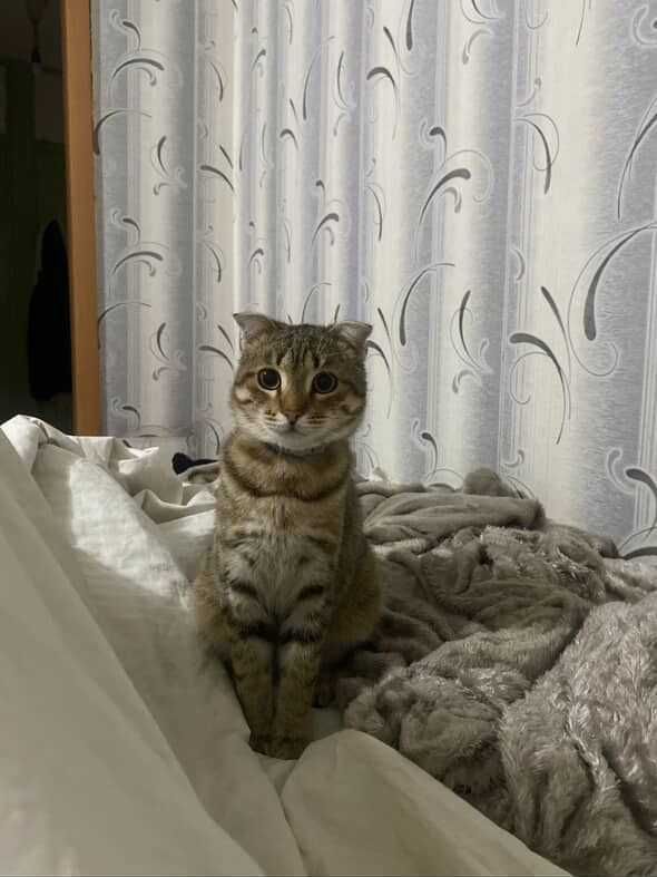 Найден вислоухий кот. Ищем прежних или новых владельцев!