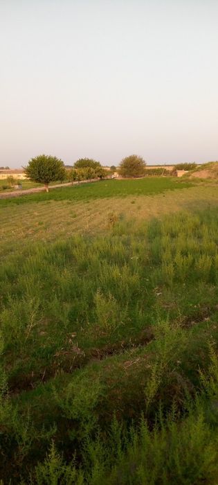 Ferma chorvachilik uchun eng arzon narxda shoshiling