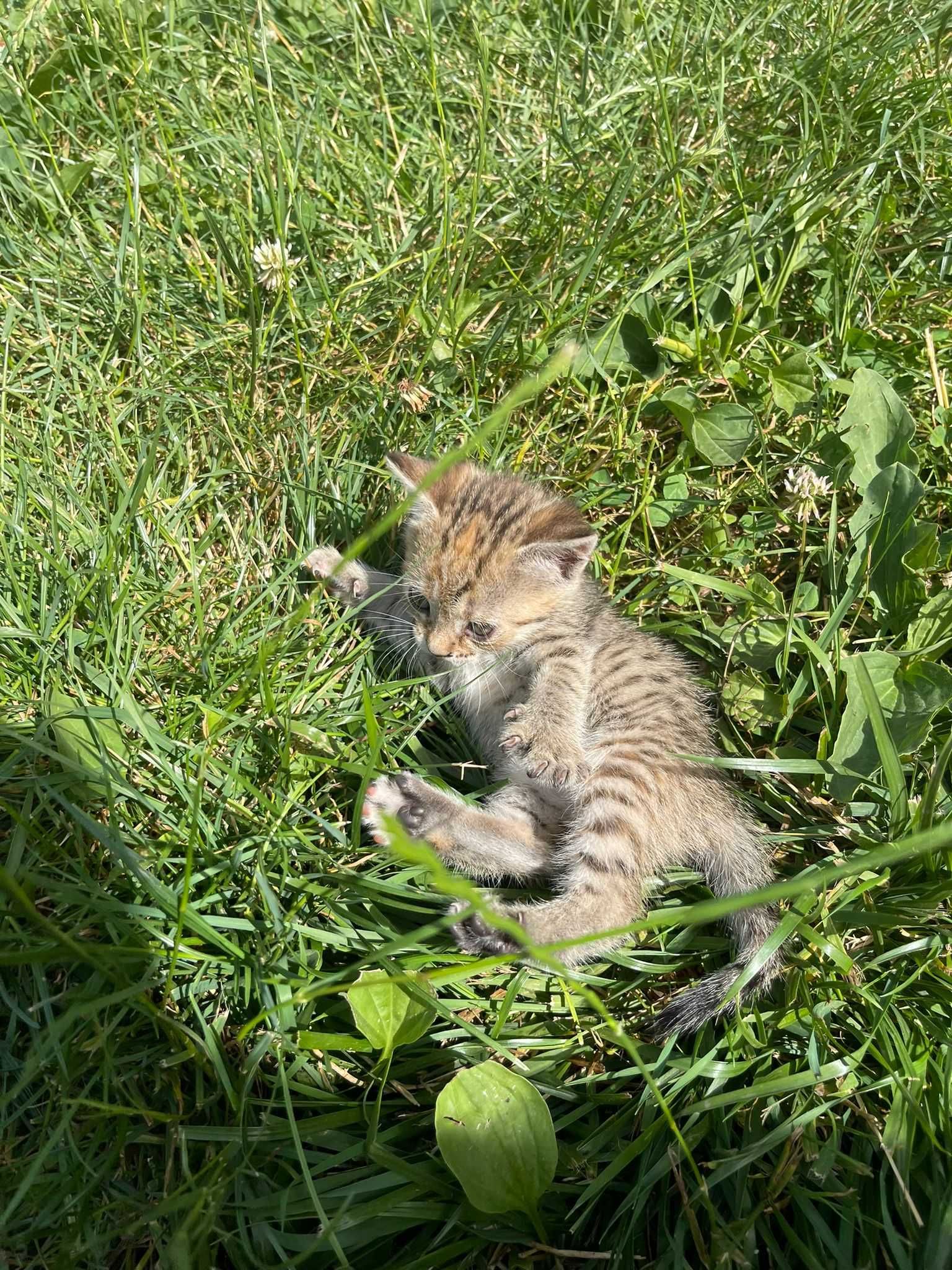 donez pisicute adorabile