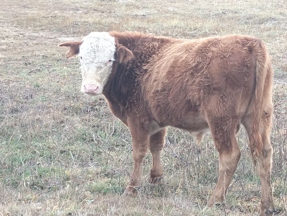 Подсостар сатам 15 бас барин бирге сатам,ири жаксы оптом тек