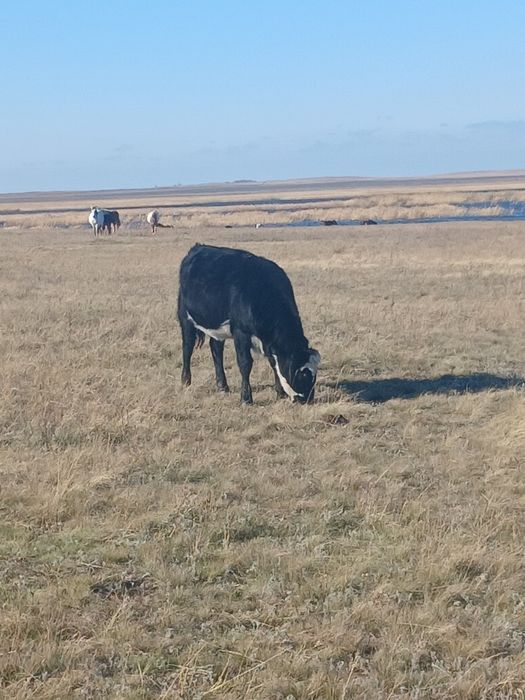 Продам подсосную 10 айлык бұзау