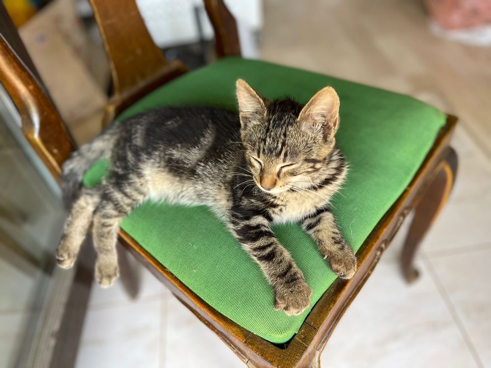 Toby - cel mai dulce si lipicios motanel, pt adoptie