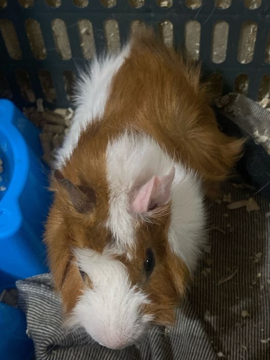Продается Морская свинка короевская со всеми приспособлениями