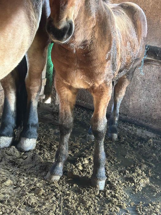 Vand manza de 4 luni !