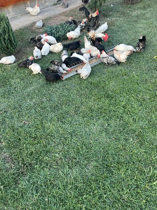 Găinușe pitice ȘIMIAN