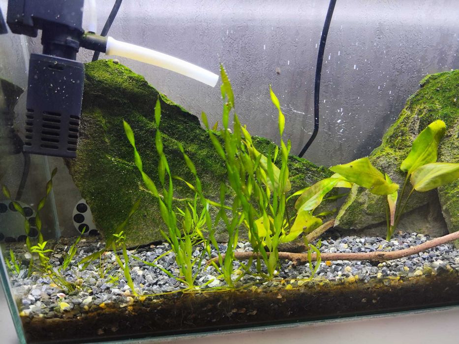 Аквариум 50×30×15 — полностью запущенный, со стабильной экосистемой