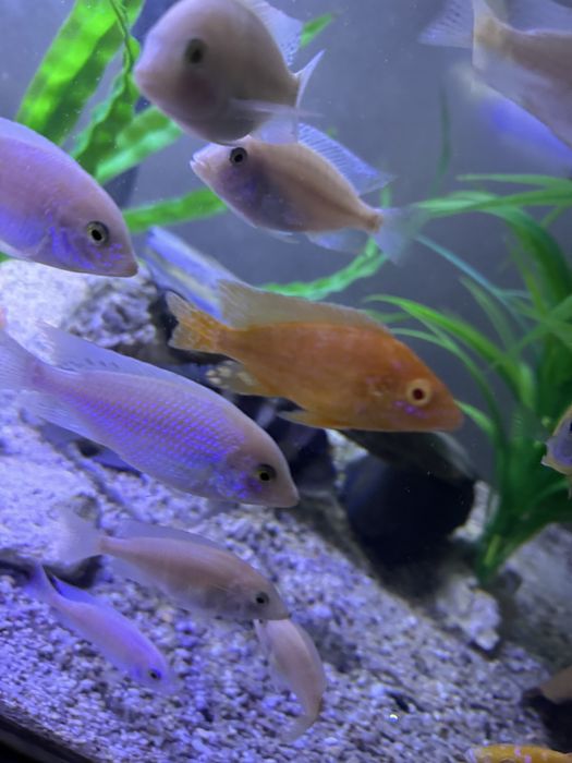 Продаются орхидеи