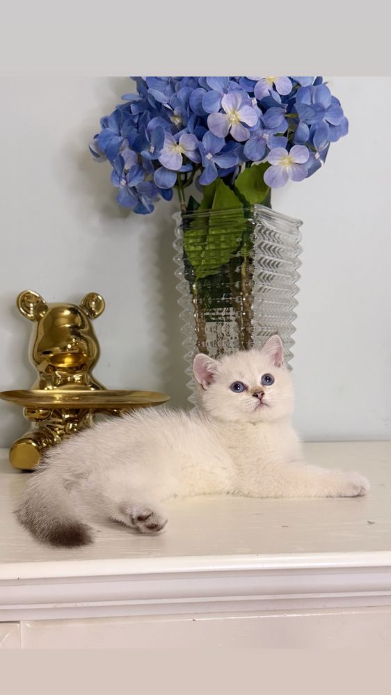 Серебристая шиншилла