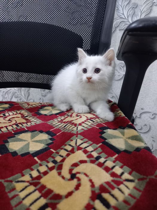 Продаётся   кошка