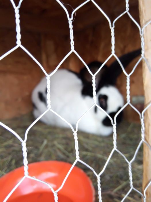 Vind mascul fluture german