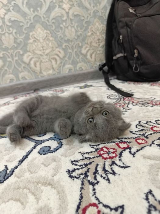 Фолд страйт мушукчалар сотувда